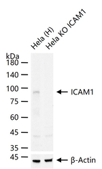 ICAM-1 Antibody in Western Blot (WB)