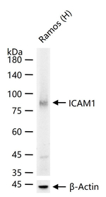 ICAM-1 Antibody in Western Blot (WB)