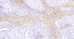 Collagen I Antibody in Immunohistochemistry (Paraffin) (IHC (P))