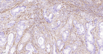 Collagen I Antibody in Immunohistochemistry (Paraffin) (IHC (P))