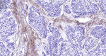 Collagen I Antibody in Immunohistochemistry (Paraffin) (IHC (P))
