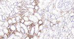 Collagen I Antibody in Immunohistochemistry (Paraffin) (IHC (P))
