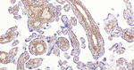 Collagen I Antibody in Immunohistochemistry (Paraffin) (IHC (P))