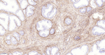 Collagen I Antibody in Immunohistochemistry (Paraffin) (IHC (P))