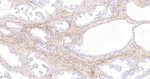 Collagen I Antibody in Immunohistochemistry (Paraffin) (IHC (P))