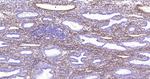 Collagen I Antibody in Immunohistochemistry (Paraffin) (IHC (P))