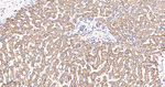 SGK1 Antibody in Immunohistochemistry (Paraffin) (IHC (P))