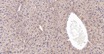 SGK1 Antibody in Immunohistochemistry (Paraffin) (IHC (P))