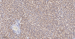 SGK1 Antibody in Immunohistochemistry (Paraffin) (IHC (P))