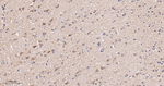 SGK1 Antibody in Immunohistochemistry (Paraffin) (IHC (P))