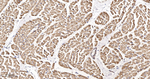 SGK1 Antibody in Immunohistochemistry (Paraffin) (IHC (P))