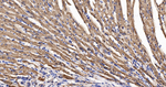 SGK1 Antibody in Immunohistochemistry (Paraffin) (IHC (P))