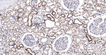 SGK1 Antibody in Immunohistochemistry (Paraffin) (IHC (P))
