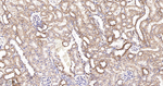 SGK1 Antibody in Immunohistochemistry (Paraffin) (IHC (P))