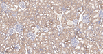 SGK1 Antibody in Immunohistochemistry (Paraffin) (IHC (P))
