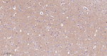 PrP Antibody in Immunohistochemistry (Paraffin) (IHC (P))