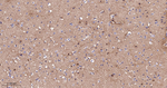 PrP Antibody in Immunohistochemistry (Paraffin) (IHC (P))