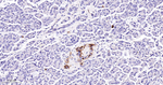 PrP Antibody in Immunohistochemistry (Paraffin) (IHC (P))