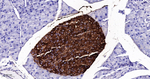 PrP Recombinant Rabbit Monoclonal Antibody (2G4)