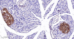 PrP Antibody in Immunohistochemistry (Paraffin) (IHC (P))