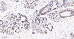 Ku80 Antibody in Immunohistochemistry (Paraffin) (IHC (P))