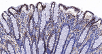 Ku80 Antibody in Immunohistochemistry (Paraffin) (IHC (P))