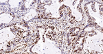 Ku80 Antibody in Immunohistochemistry (Paraffin) (IHC (P))