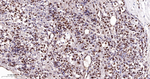 Ku80 Antibody in Immunohistochemistry (Paraffin) (IHC (P))