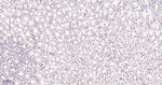 Ku80 Antibody in Immunohistochemistry (Paraffin) (IHC (P))