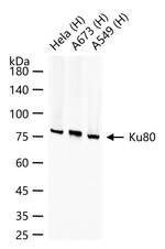 Ku80 Antibody in Western Blot (WB)