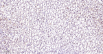 TOP1 Antibody in Immunohistochemistry (Paraffin) (IHC (P))