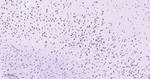 TOP1 Antibody in Immunohistochemistry (Paraffin) (IHC (P))