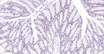 TOP1 Antibody in Immunohistochemistry (Paraffin) (IHC (P))