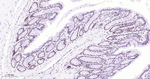 TOP1 Antibody in Immunohistochemistry (Paraffin) (IHC (P))