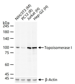 TOP1 Antibody in Western Blot (WB)
