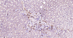 HLA-DR Antibody in Immunohistochemistry (Paraffin) (IHC (P))