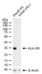 HLA-DR Antibody in Western Blot (WB)