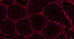 GART Antibody in Immunohistochemistry (Paraffin) (IHC (P))