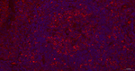 GART Antibody in Immunohistochemistry (Paraffin) (IHC (P))