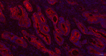 GART Antibody in Immunohistochemistry (Paraffin) (IHC (P))