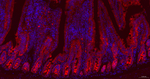 GART Recombinant Rabbit Monoclonal Antibody (6A8)