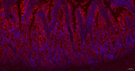 GART Antibody in Immunohistochemistry (Paraffin) (IHC (P))