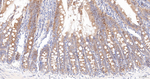 GART Antibody in Immunohistochemistry (Paraffin) (IHC (P))
