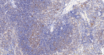 GART Antibody in Immunohistochemistry (Paraffin) (IHC (P))