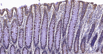 MTCO2 Antibody in Immunohistochemistry (Paraffin) (IHC (P))