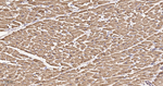 MTCO2 Antibody in Immunohistochemistry (Paraffin) (IHC (P))