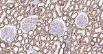 MTCO2 Antibody in Immunohistochemistry (Paraffin) (IHC (P))