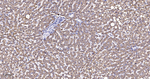 MTCO2 Antibody in Immunohistochemistry (Paraffin) (IHC (P))