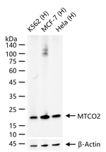 MTCO2 Antibody in Western Blot (WB)