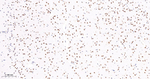 TCF7L2 Antibody in Immunohistochemistry (Paraffin) (IHC (P))